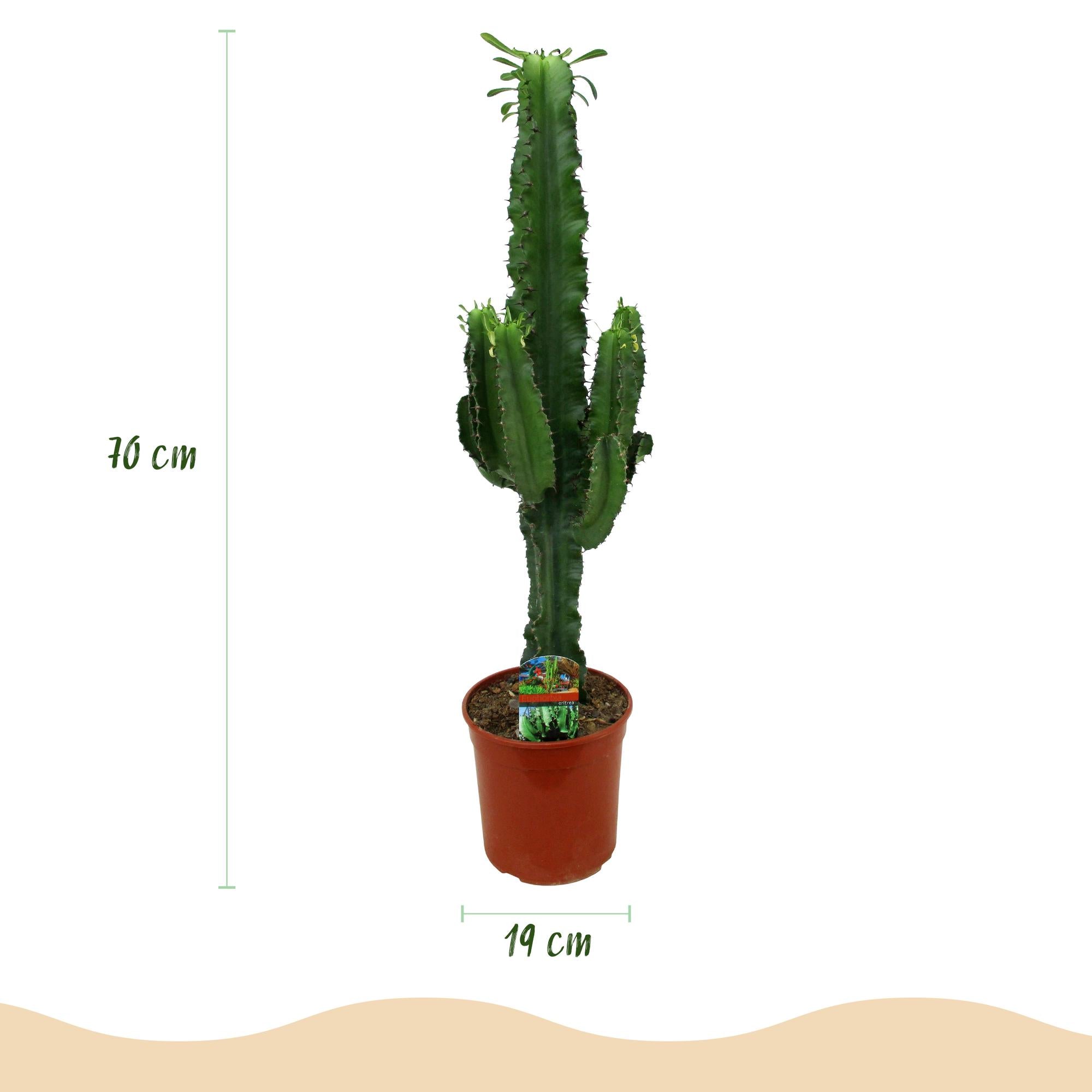 Euphorbia eritrea, Afrikanischer Milchbaum, Wenig Pflege, Grün, 1, Topf 19 cm, 70 cm