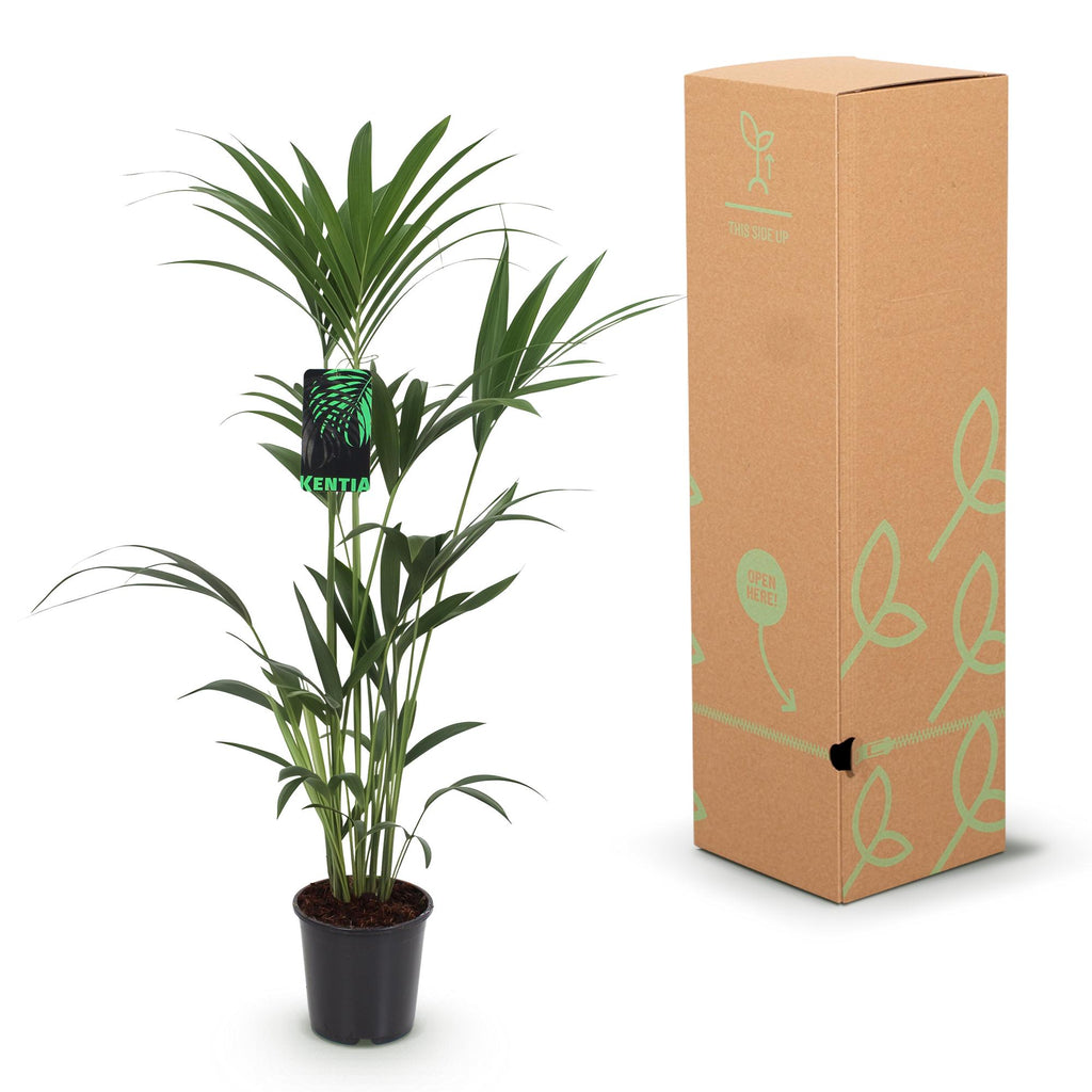 Howea Forsteriana, Kentia-Palme, Wenig Pflege, Grün, 1 Pflanze, Topf 24 cm, 140-150 cm