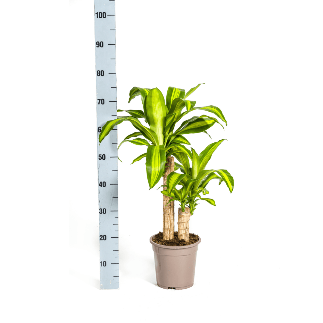 Dracaena Fragrans Massangeana Ø19cm - ↕70 - 90cm - Botanic-Vibes