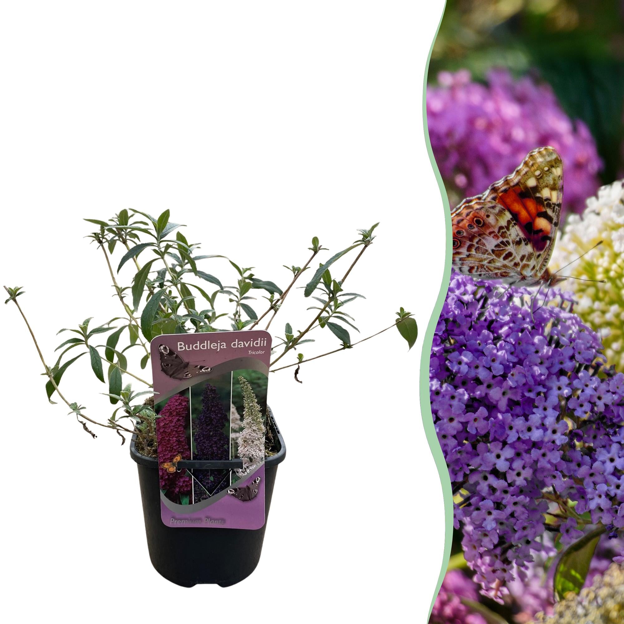 Schmetterlingsstrauch, Buddleja davidii Tricolour, Blüten Rosa, Weiß und Lila, 1 Pflanze, Laubabwerfend, Schmetterlingsanziehend, Topf 17 cm 30 cm