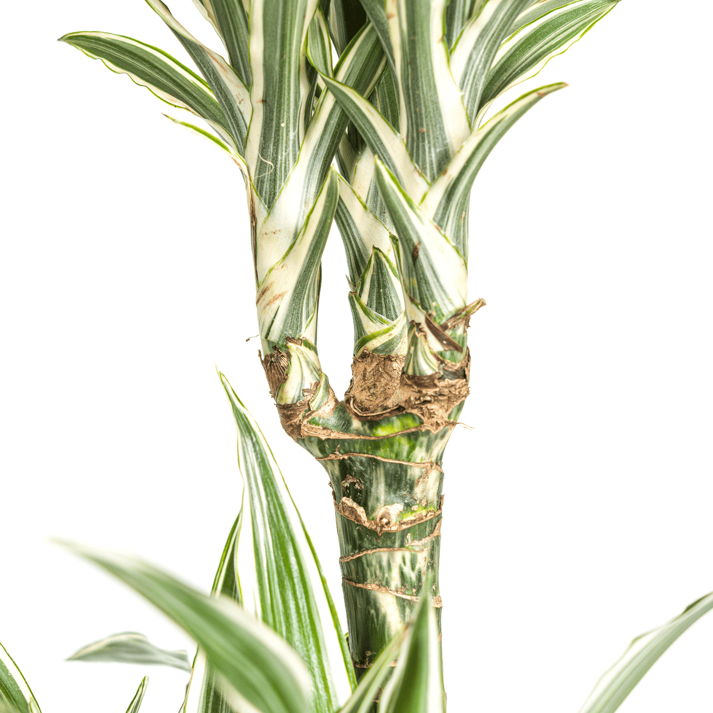 Dracaena Deremensis White Stripe Ø24cm - ↕130 - 150cm - Botanic-Vibes