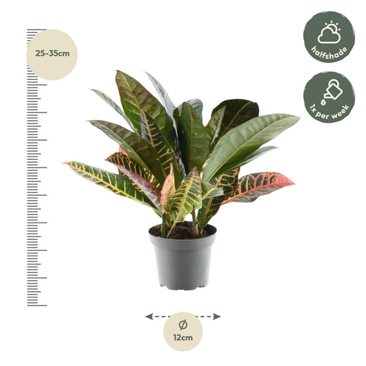 Codiaeum variegatum 'Petra' – 30 cm – Ø12