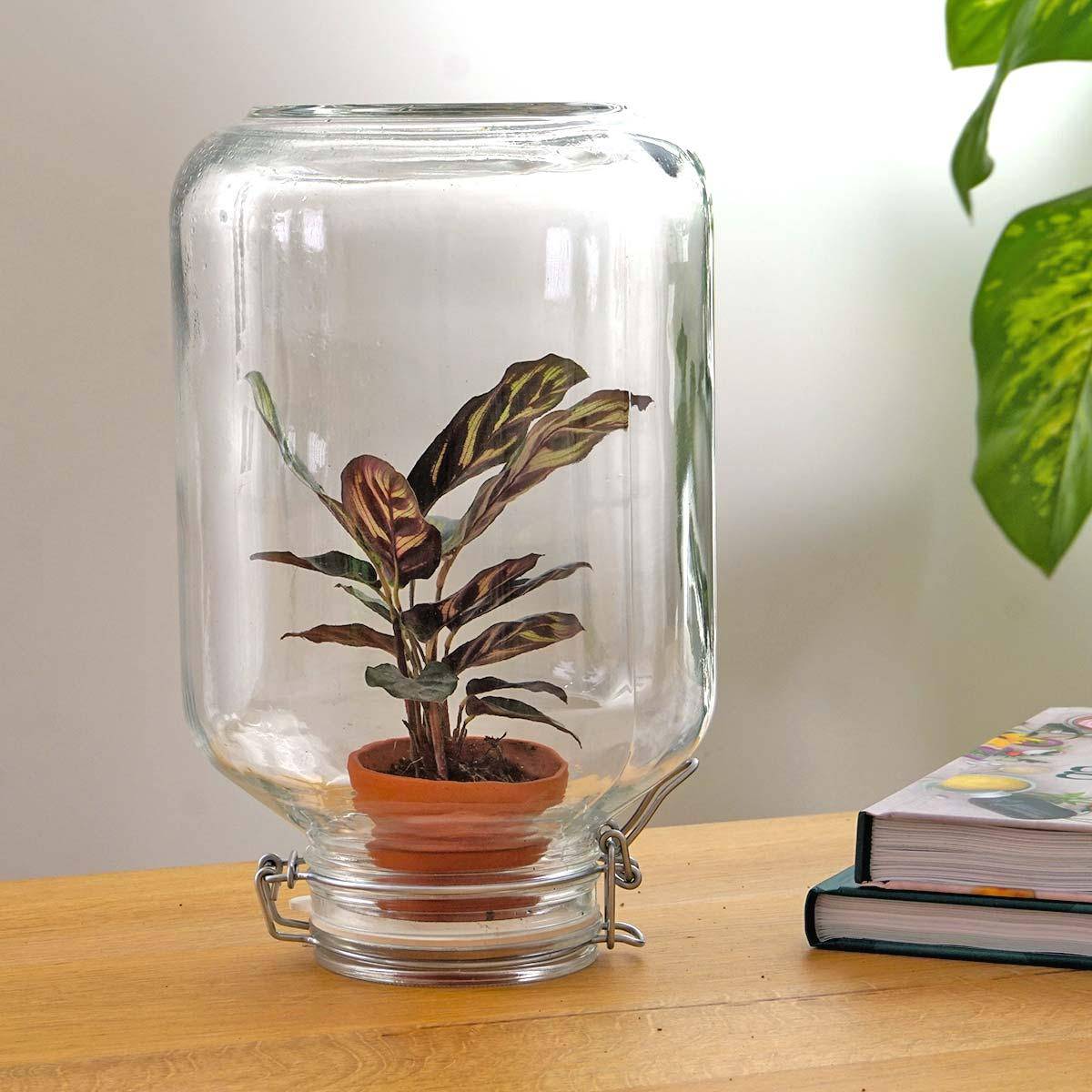 Easyplant – Calathea makoyana - Botanic-Vibes