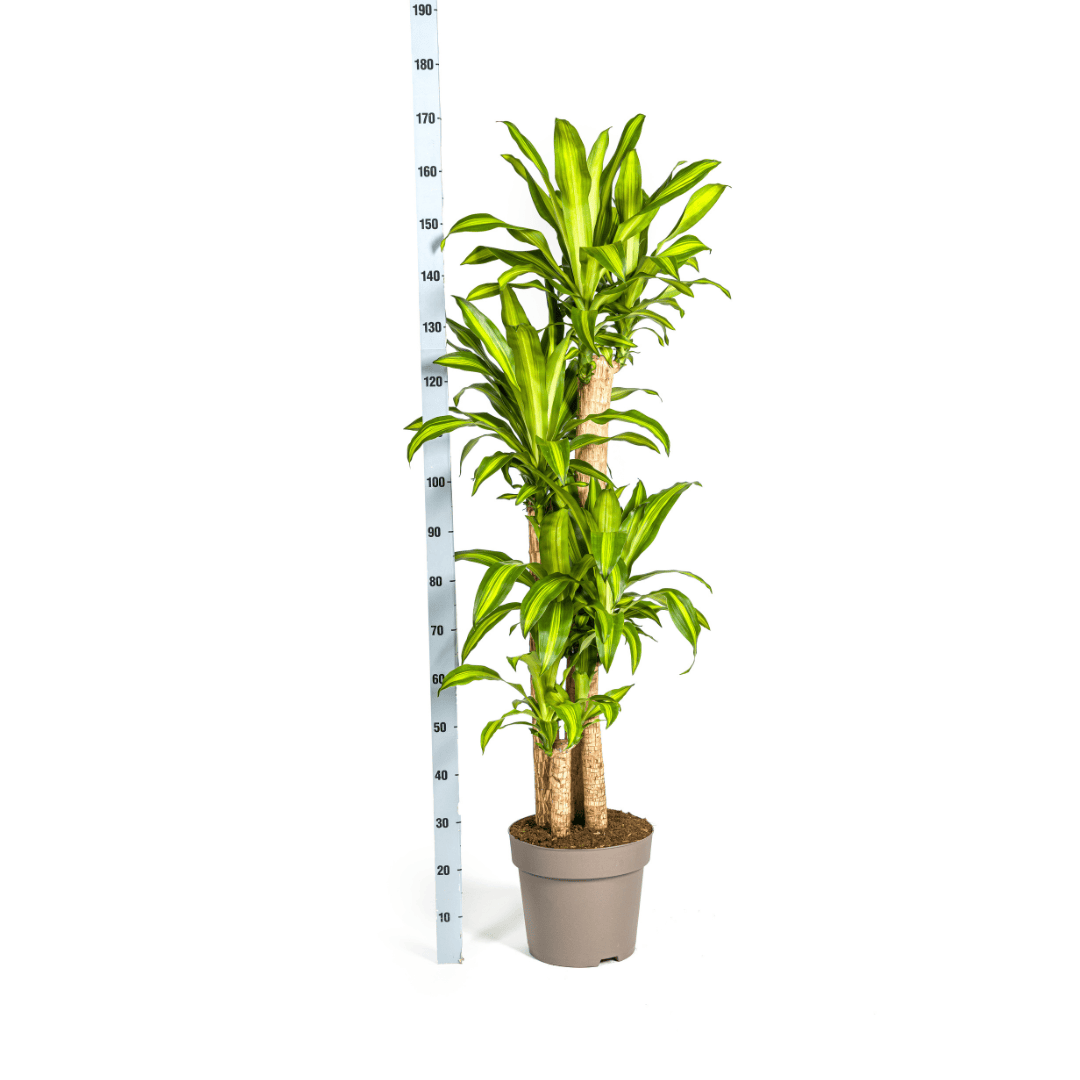 Dracaena Fragrans Massangeana Ø30cm - ↕170 - 190cm - Botanic-Vibes