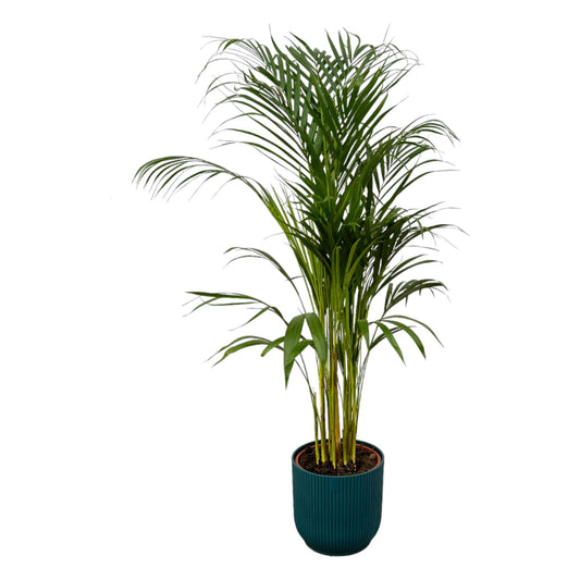 Areca-Palme – 110 cm – Ø21 inklusive elho Vibes Fold Round Blau D22×H20