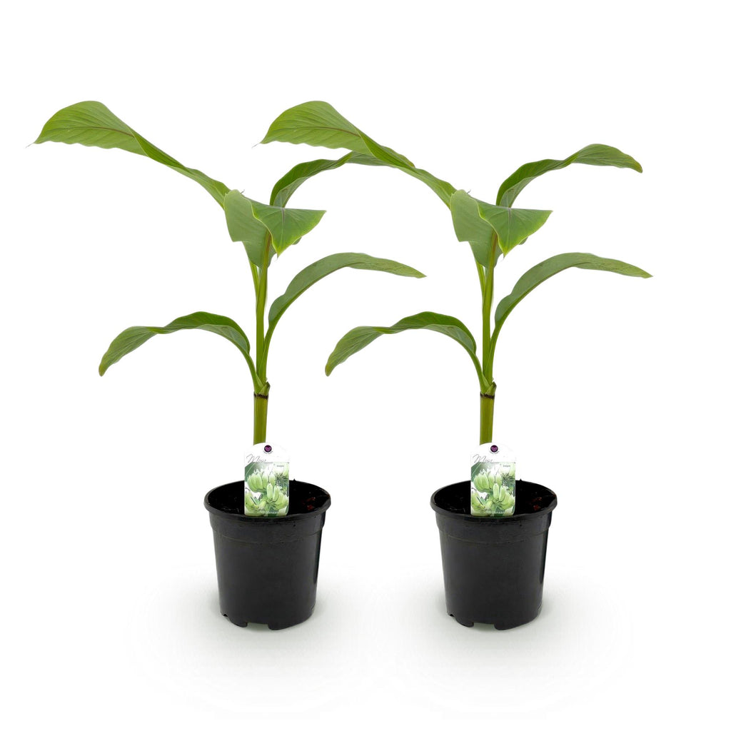 GreenboutiQ, Obstpflanze, Bananenpflanze, Musa Basjoo, Winterhart, Topf 17cm Höhe 40cm