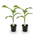 GreenboutiQ, Obstpflanze, Bananenpflanze, Musa Basjoo, Winterhart, Topf 17cm Höhe 40cm