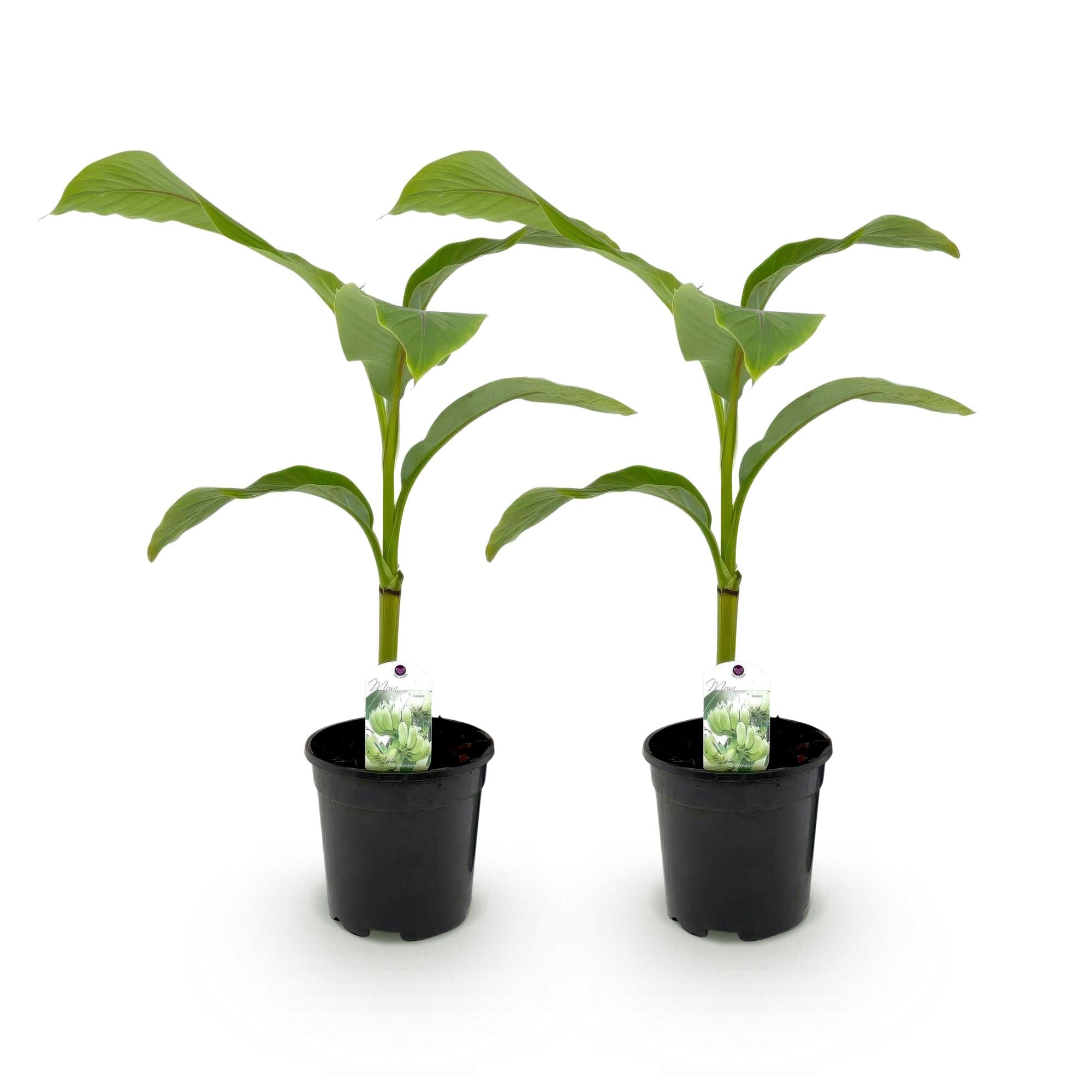 GreenboutiQ, Obstpflanze, Bananenpflanze, Musa Basjoo, Winterhart, Topf 17cm Höhe 40cm