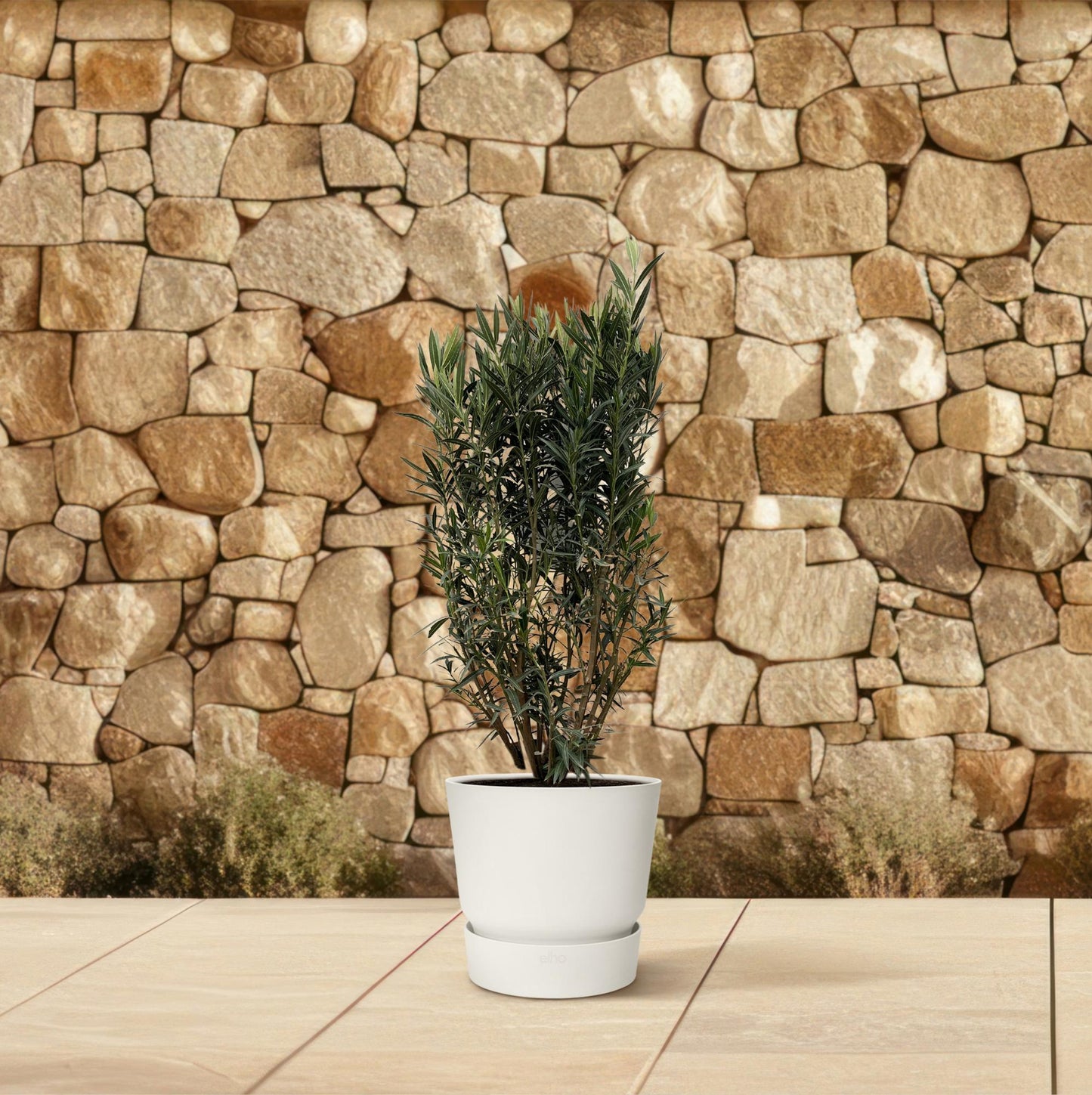 Nerium oleander Strauch – 180 cm – Ø40