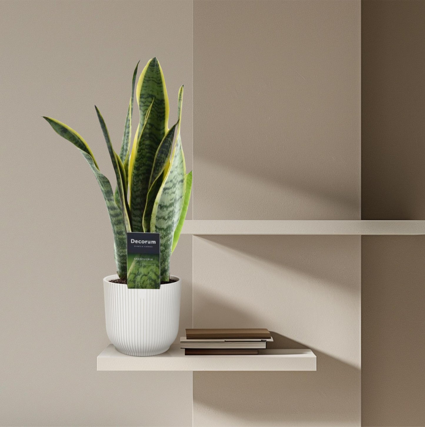 Sansevieria laurentii – 45 cm – Ø12