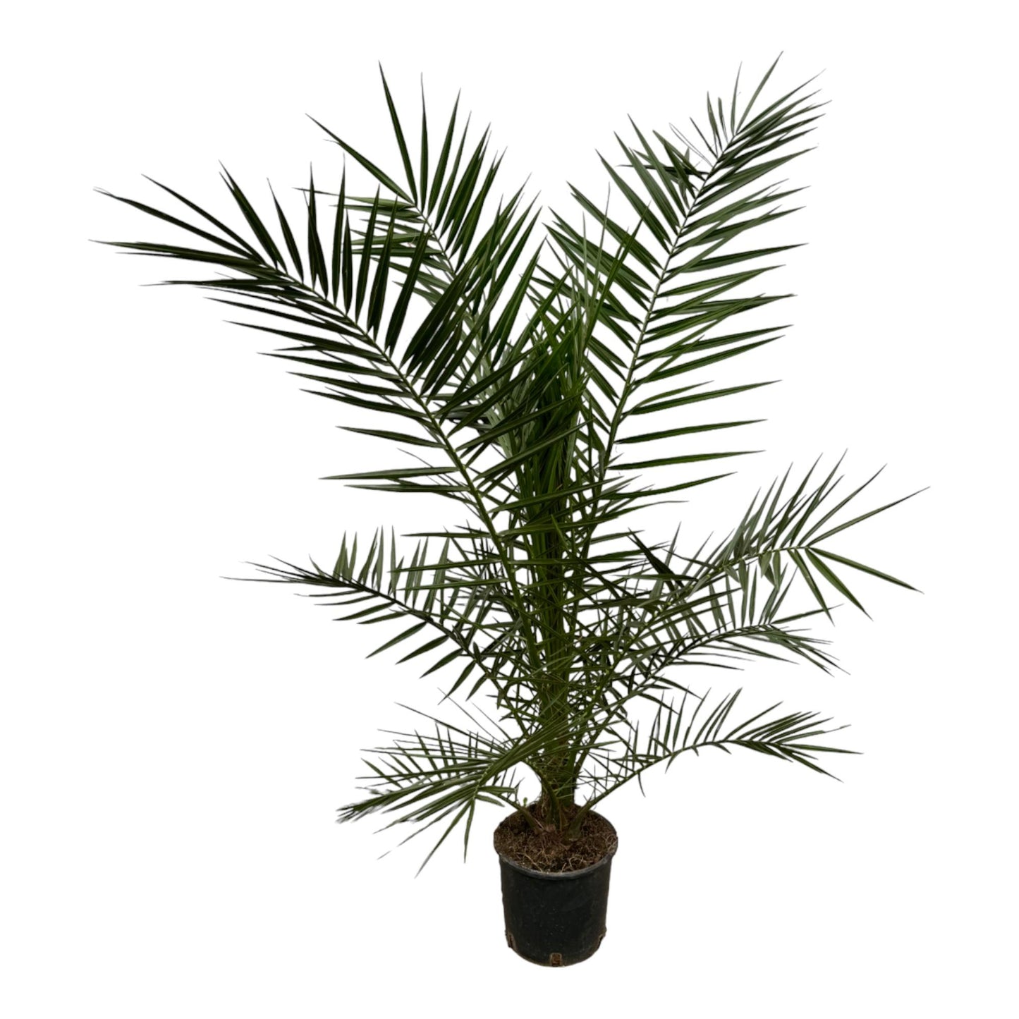 Phoenix canariensis – 160 cm – Ø22