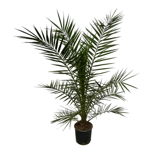Phoenix canariensis – 160 cm – Ø22