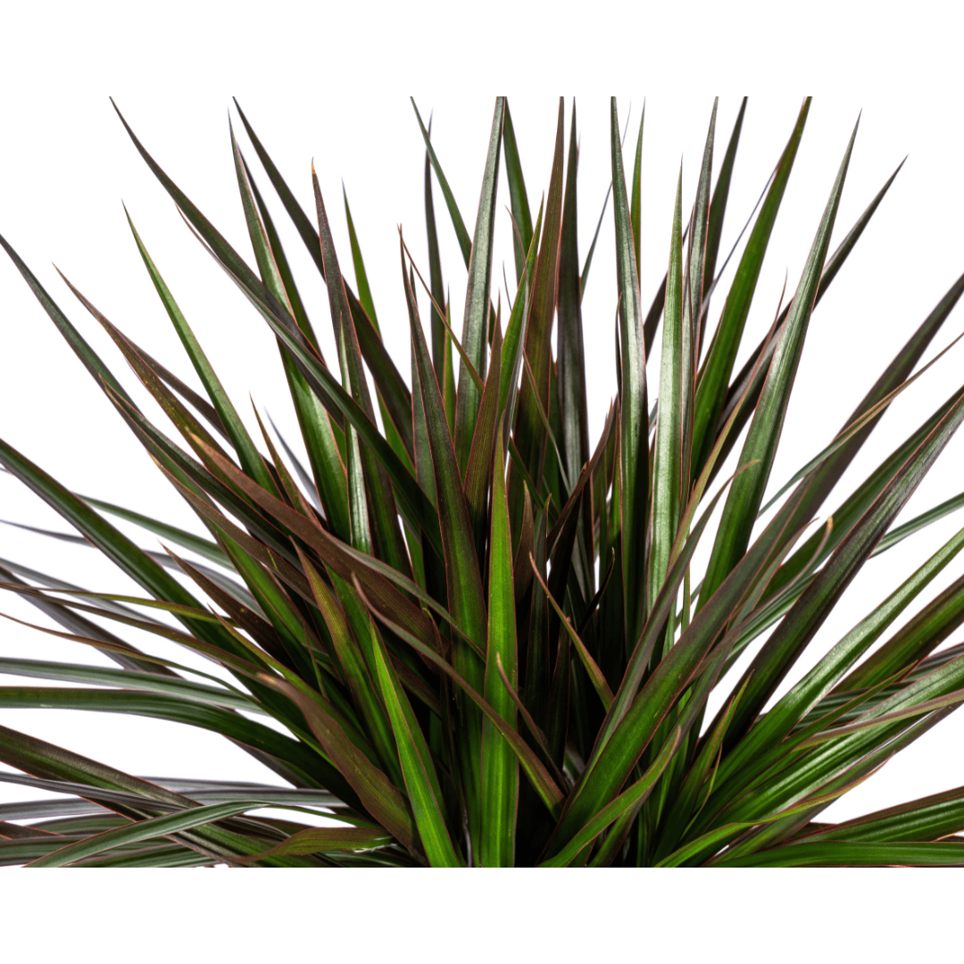 Dracaena Marginata Magenta Ø17cm - ↕50 - 70cm - Botanic-Vibes