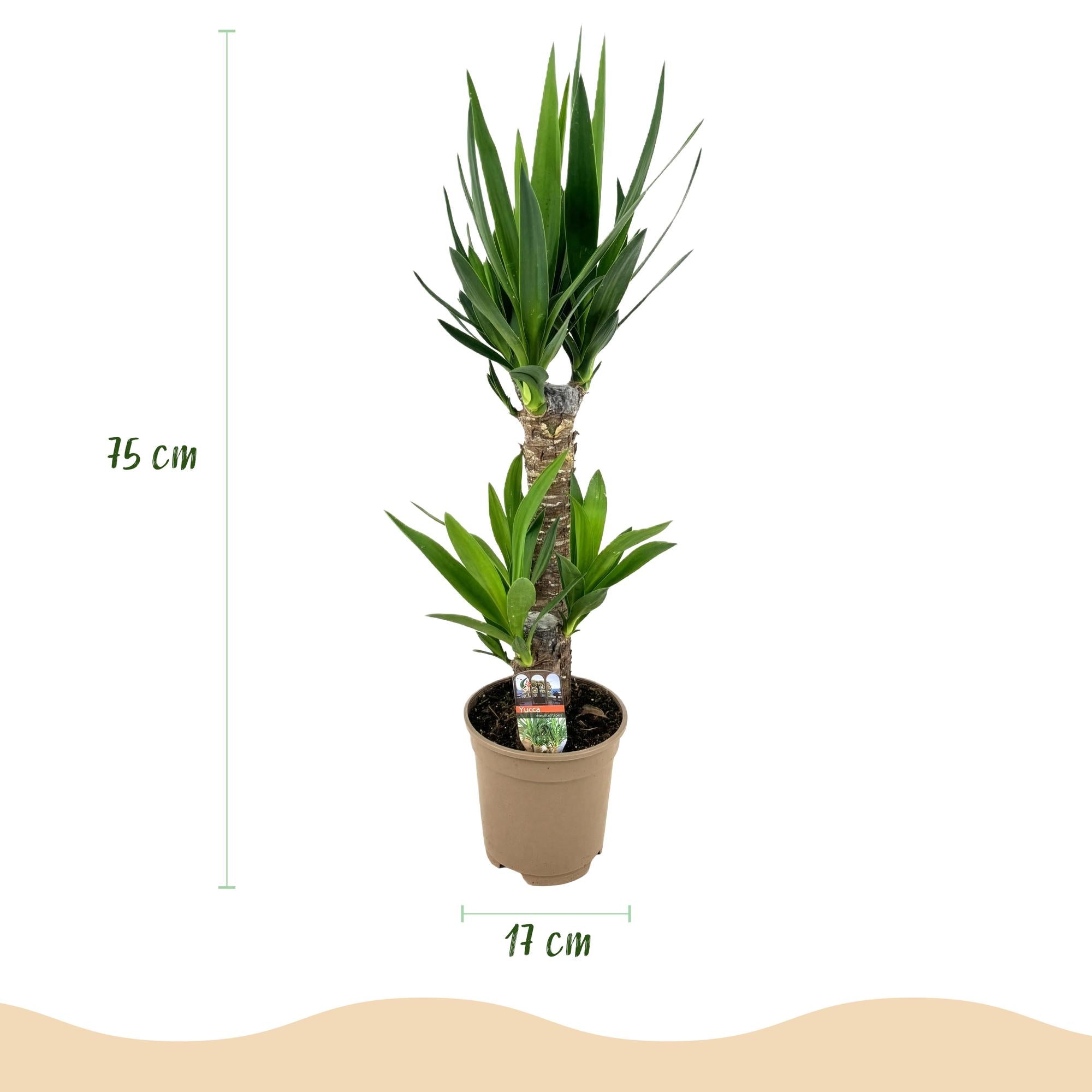 Yucca elephantipes, Yucca, Wenig Pflege, Grün, 2, Topf 17 cm, 75 cm