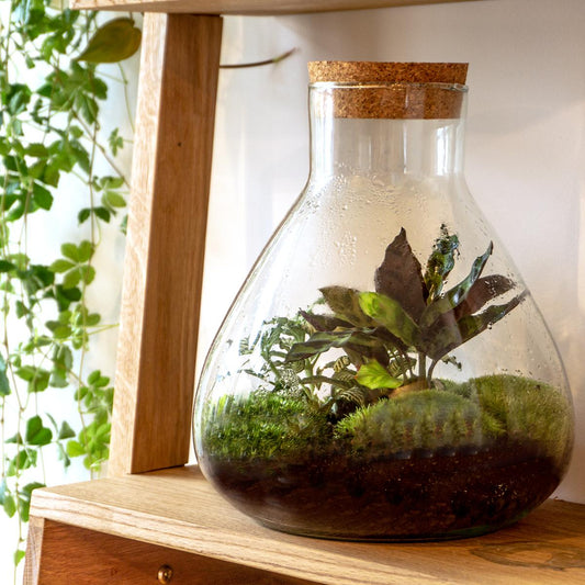 Terrariumflasche – modell: sammie – geschlossenes terrarium – 26,5 cm