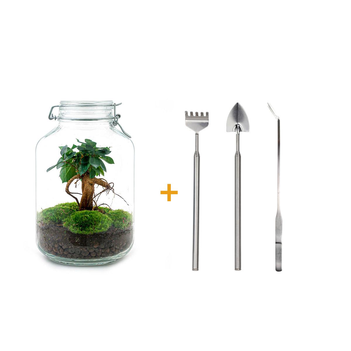 Flaschengarten – Ficus Ginseng Bonsai – 28 cm – Rechen + Schaufel + Pinzette