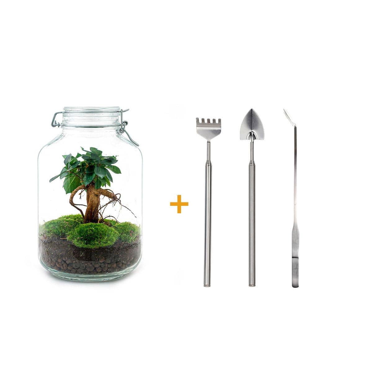 Flaschengarten - Ficus Ginseng Bonsai