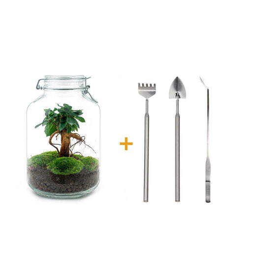 Flaschengarten – Ficus Ginseng Bonsai – 28 cm – Rechen + Schaufel + Pinzette