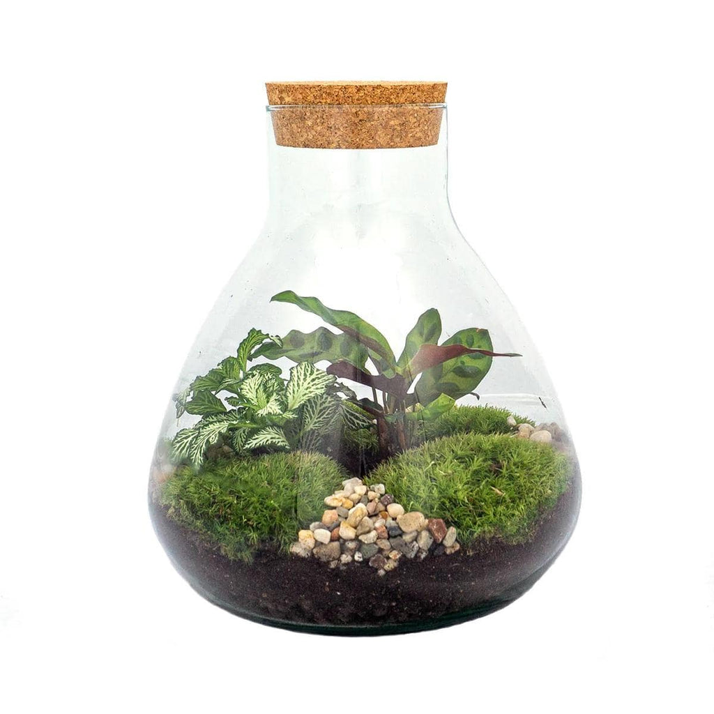DIY-Terrarium „Sammie“ – 27 cm - Botanic-Vibes