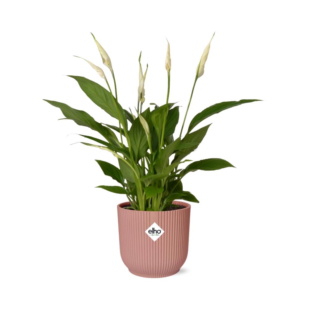 Spathiphyllum 12 cm Torelli im ELHO Vibes Fold, 14 cm, rosa