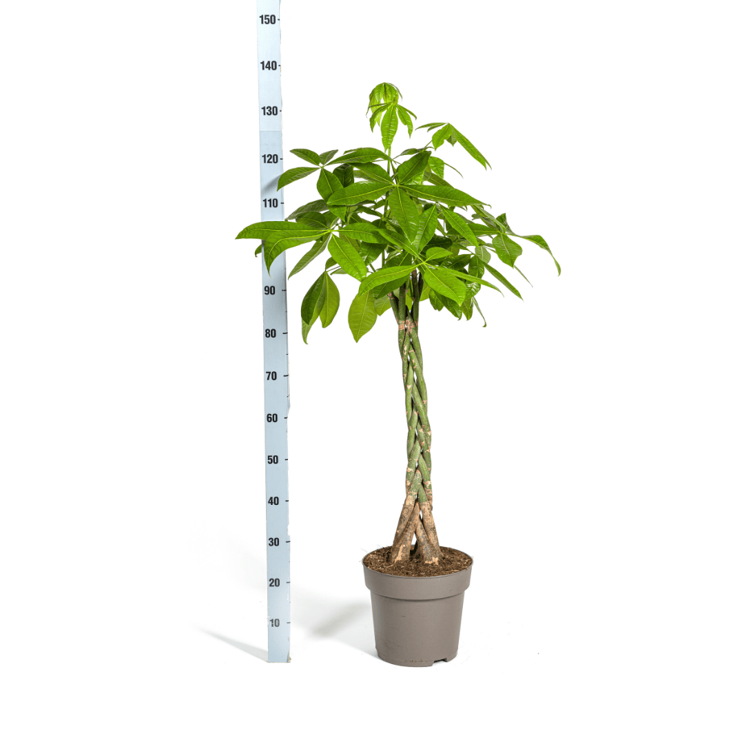 Pachira Aquatica Ø27cm - ↕130 - 150cm - Botanic-Vibes