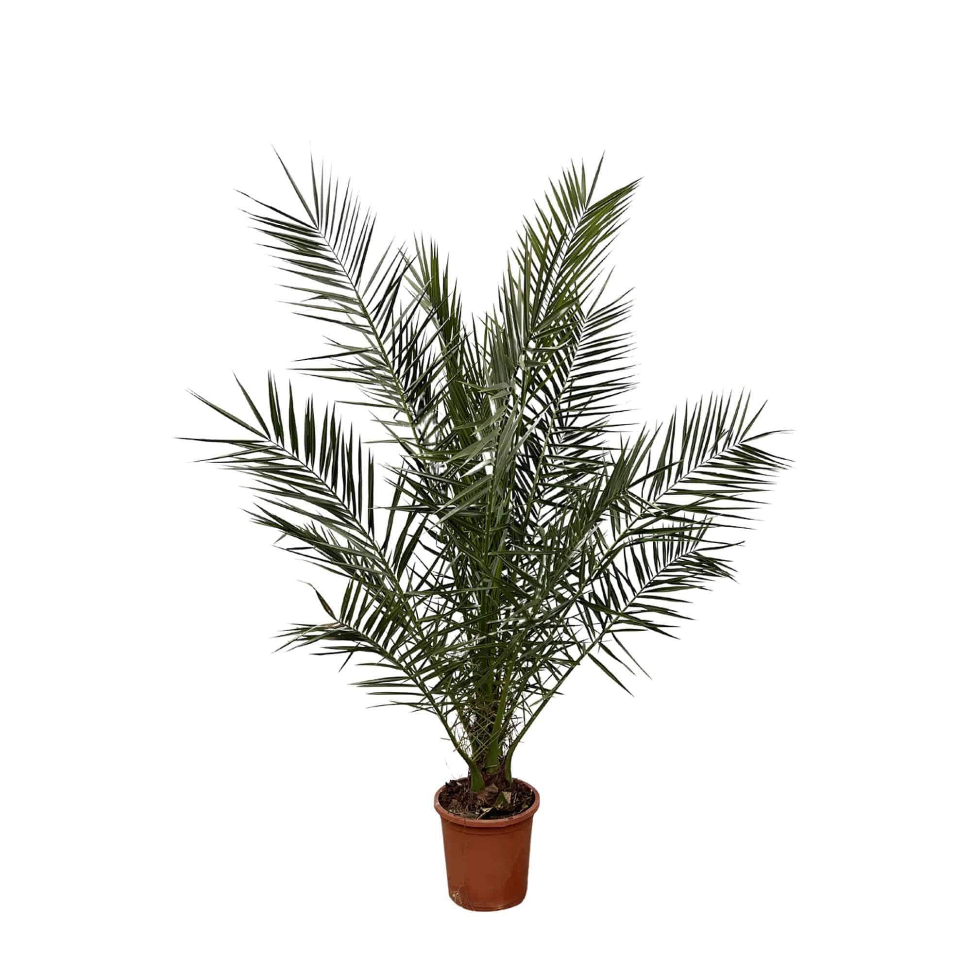 Phoenix canariensis – 180 cm – Ø23 - Botanic-Vibes