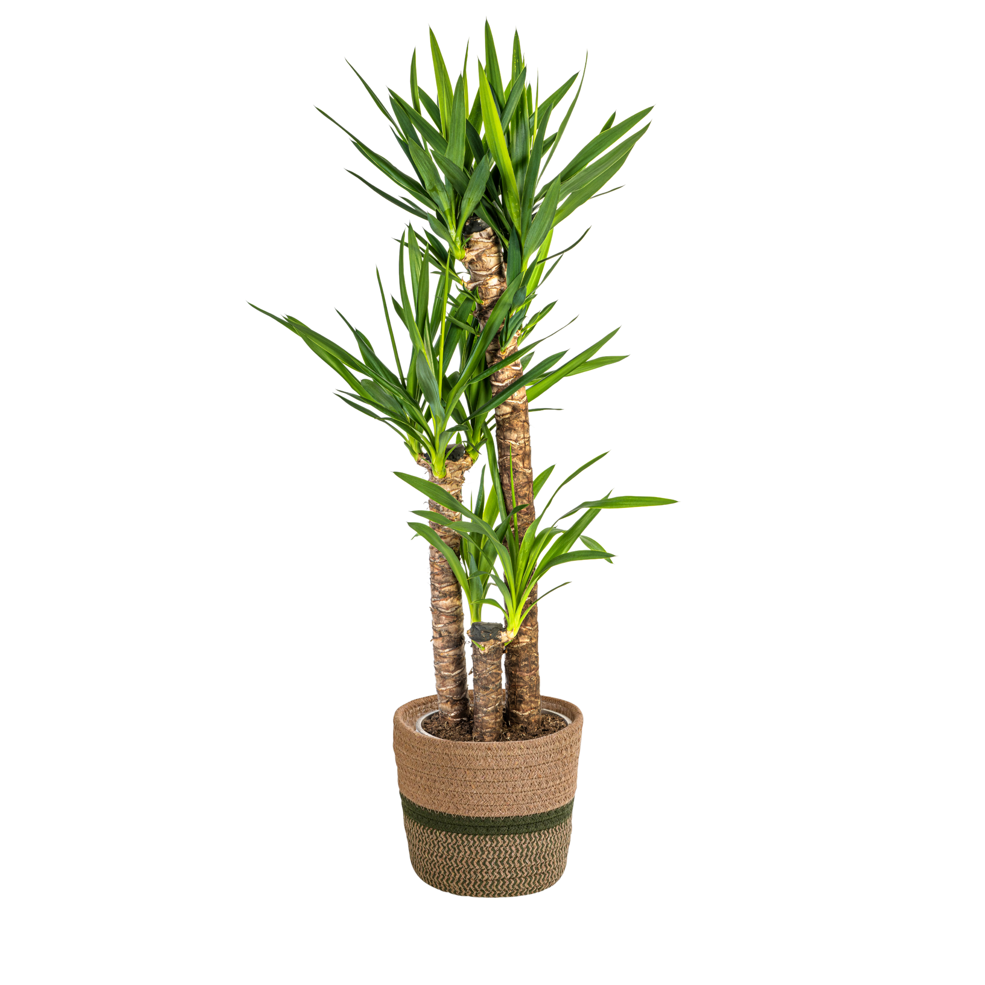 Yucca Elephantipes mit Korb Ø24 cm, 120-140 cm