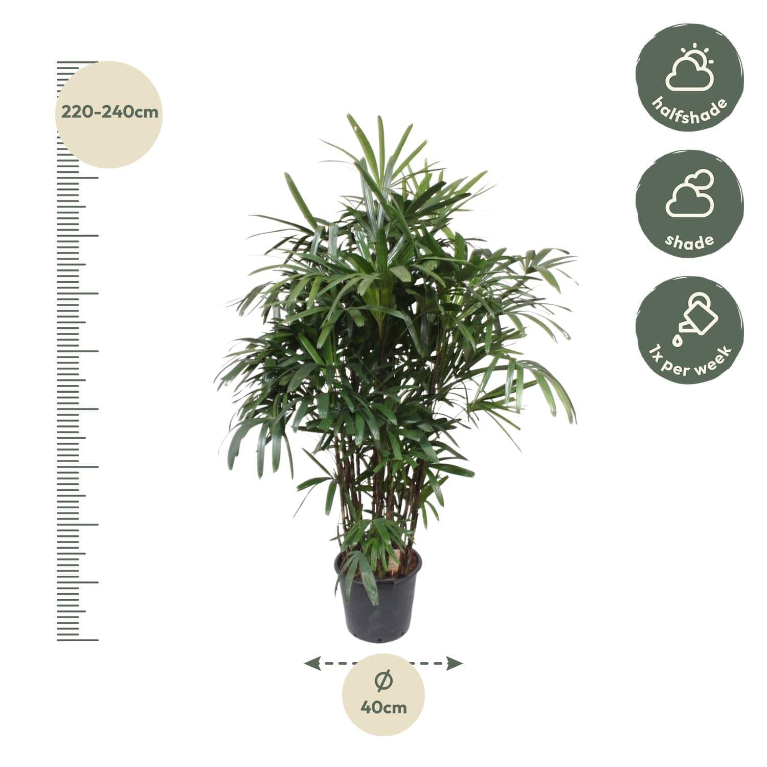 Rhapis excelsa – 190 cm – Ø40 - Botanic-Vibes