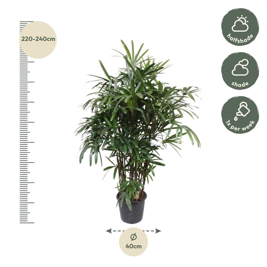 Rhapis excelsa – 190 cm – Ø40 - Botanic-Vibes