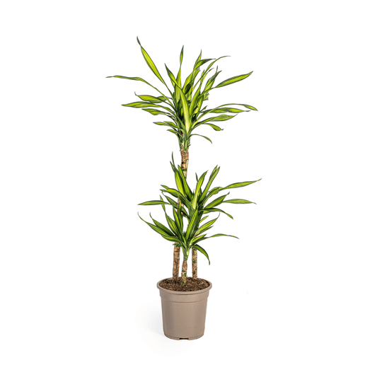 Dracaena Deremensis Rikki Ø21cm - ↕90 - 110cm - Botanic-Vibes