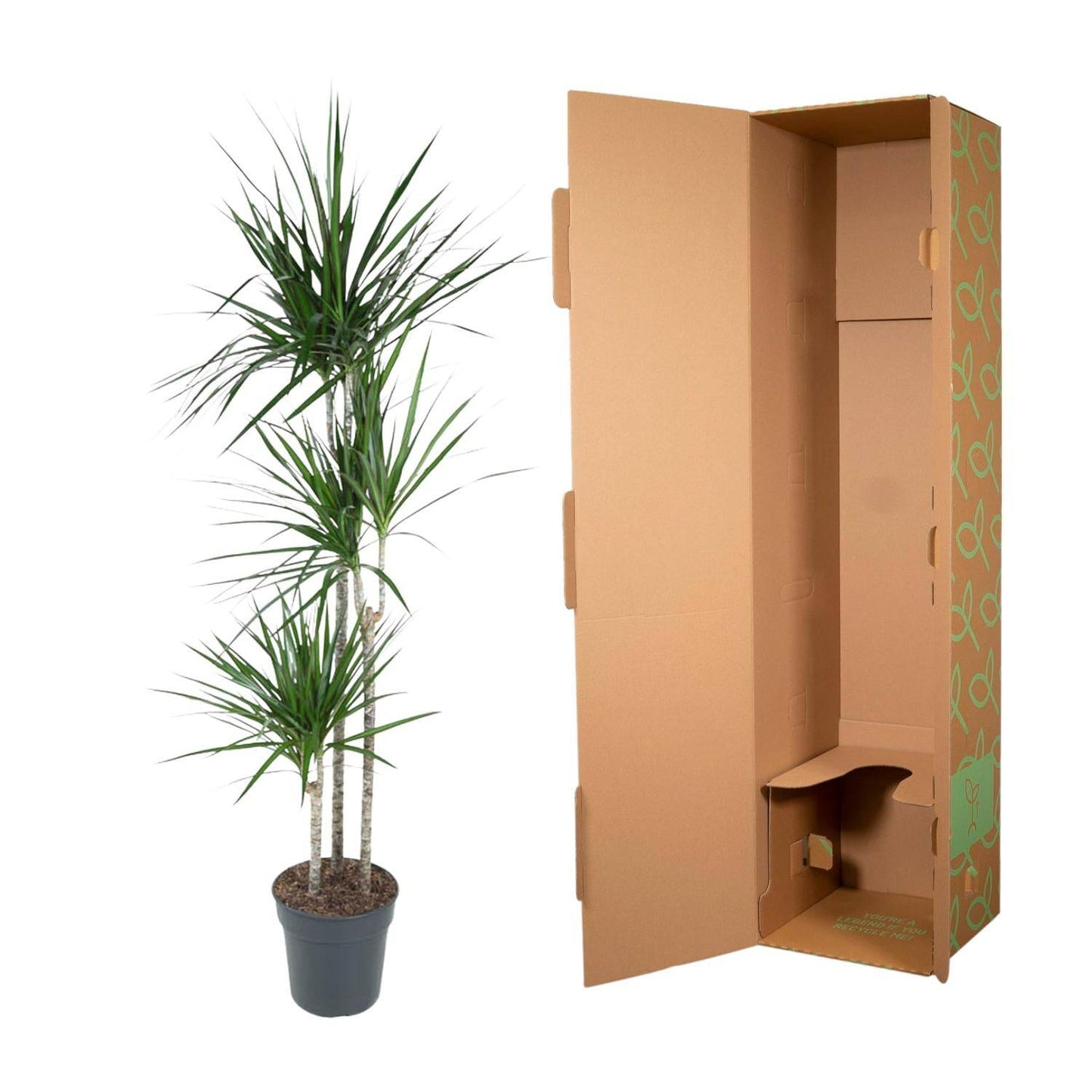 Dracaena Marginata – 160 cm – Ø24 - Botanic-Vibes