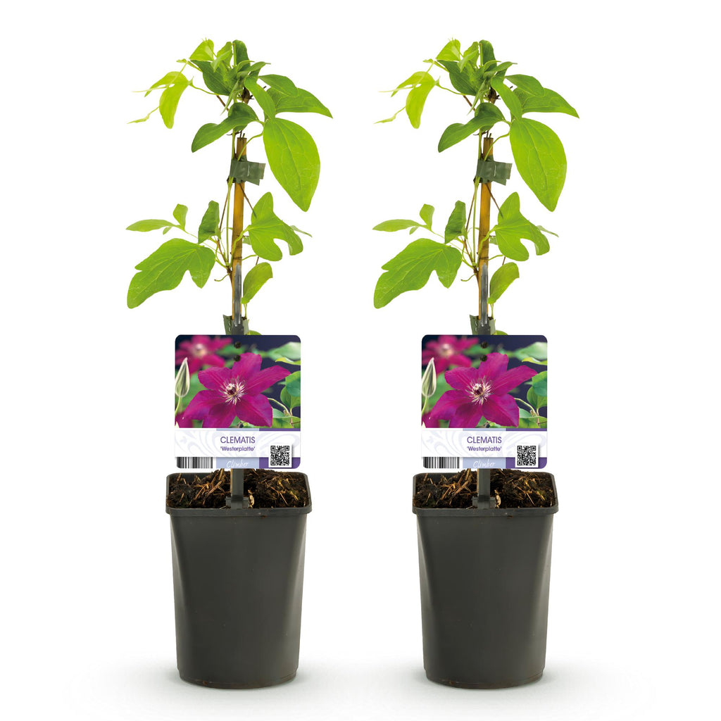 Kletterpflanze, Clematis Westerplatte, Blüte Rot, Pflegeleicht, 2 Pflanzen, Topf 11 cm 40 cm