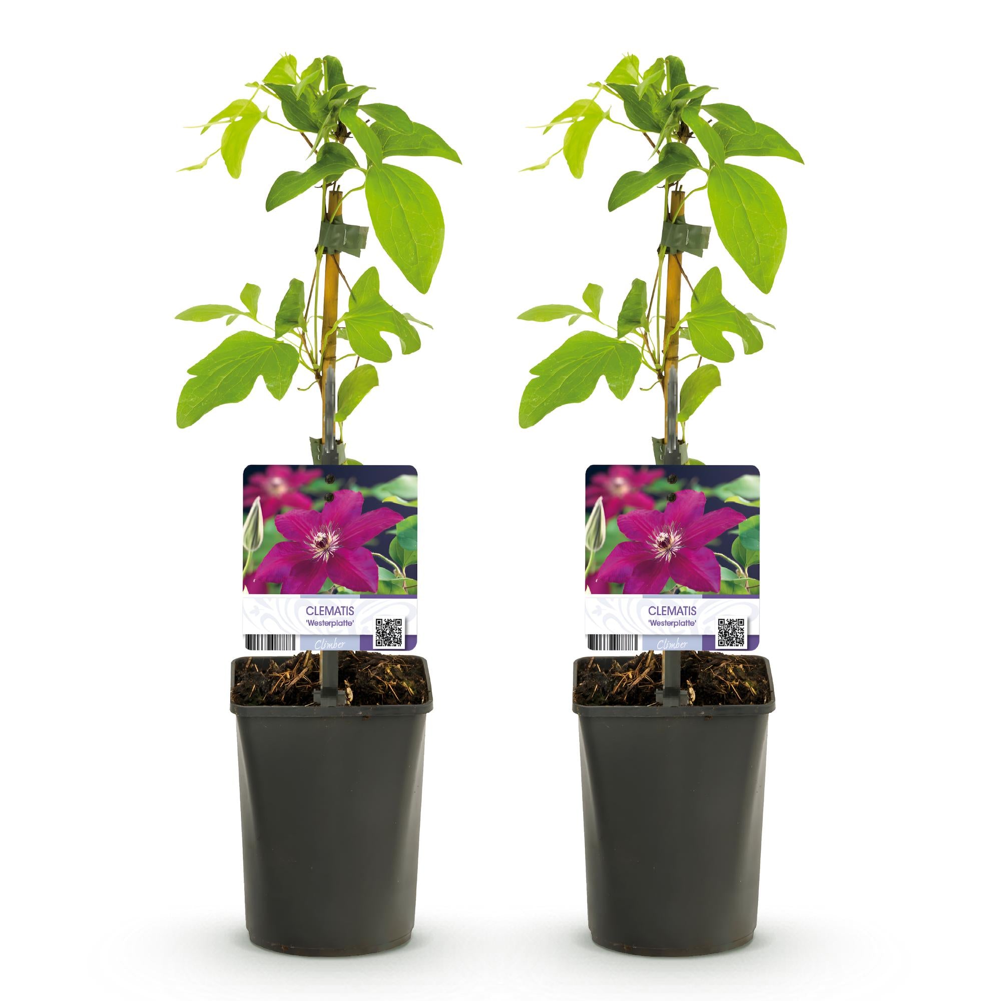 Kletterpflanze, Clematis Westerplatte, Blüte Rot, Pflegeleicht, 2 Pflanzen, Topf 11 cm 40 cm