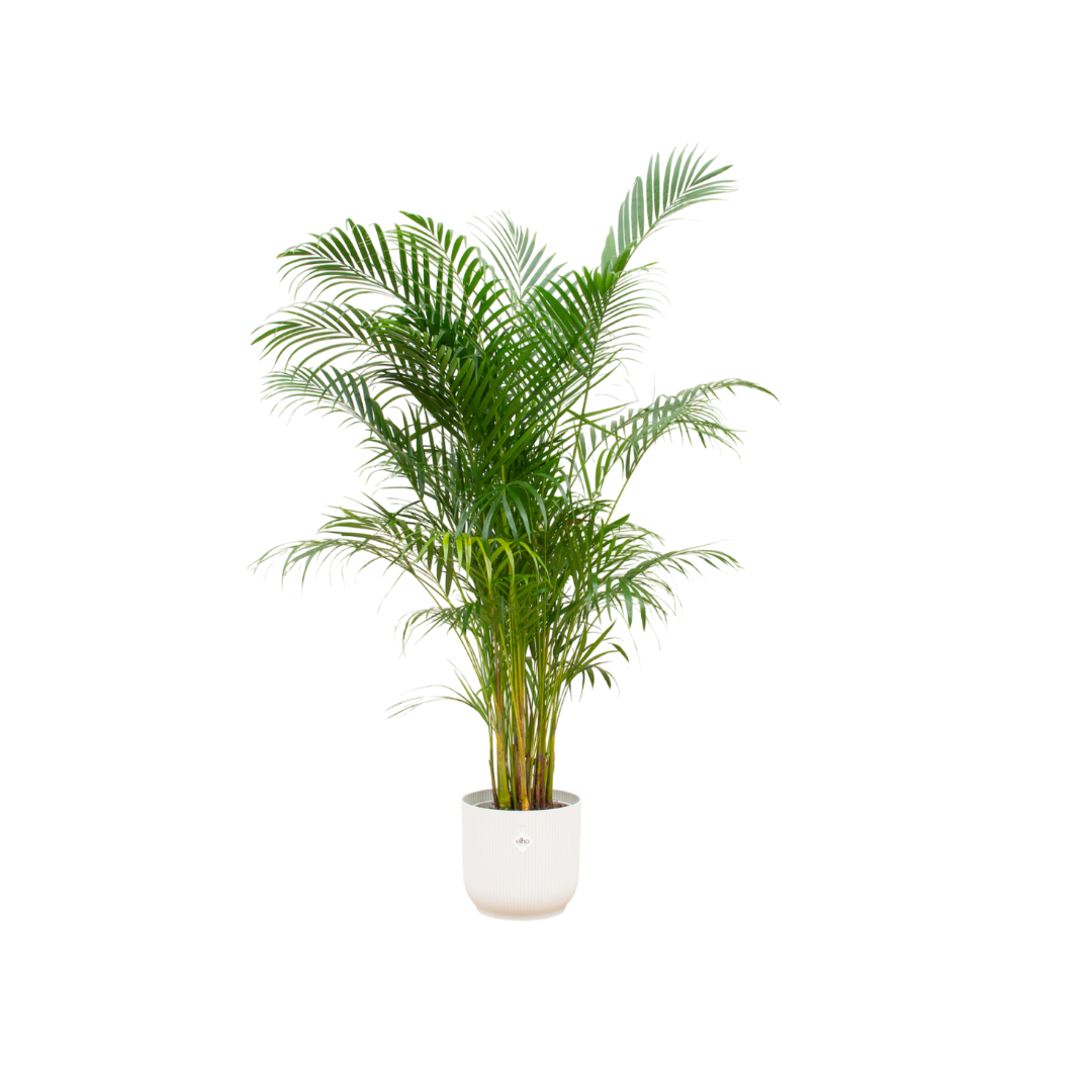 Combi deal - Areca-Palme inklusive elho Vibes Fold Round Weiß Ø30 – 160 cm