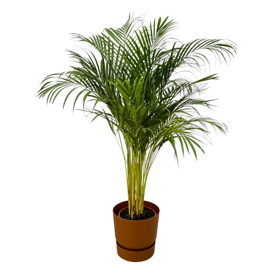 Areca-Palme – 130 cm – Ø24 inklusive elho Greenville Round Braun D30×H28