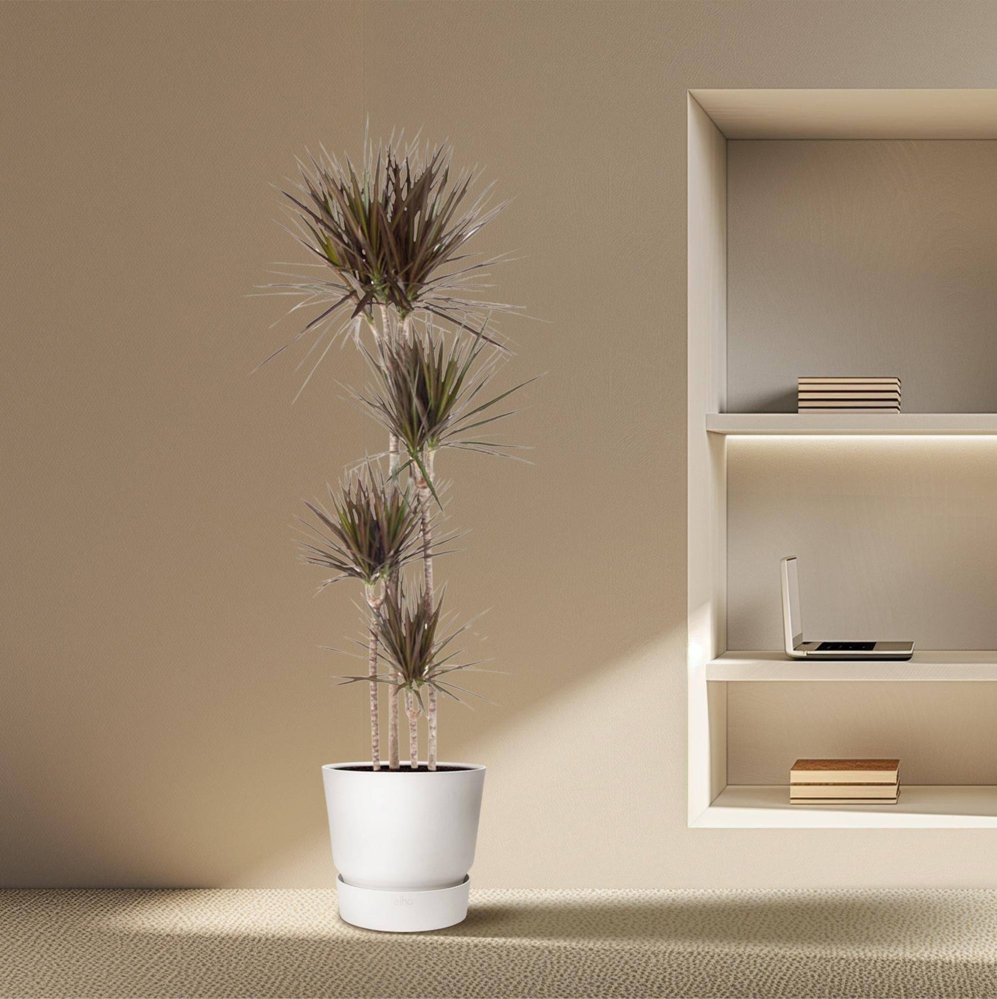 Dracaena Magenta – 180 cm – Ø27 - Botanic-Vibes