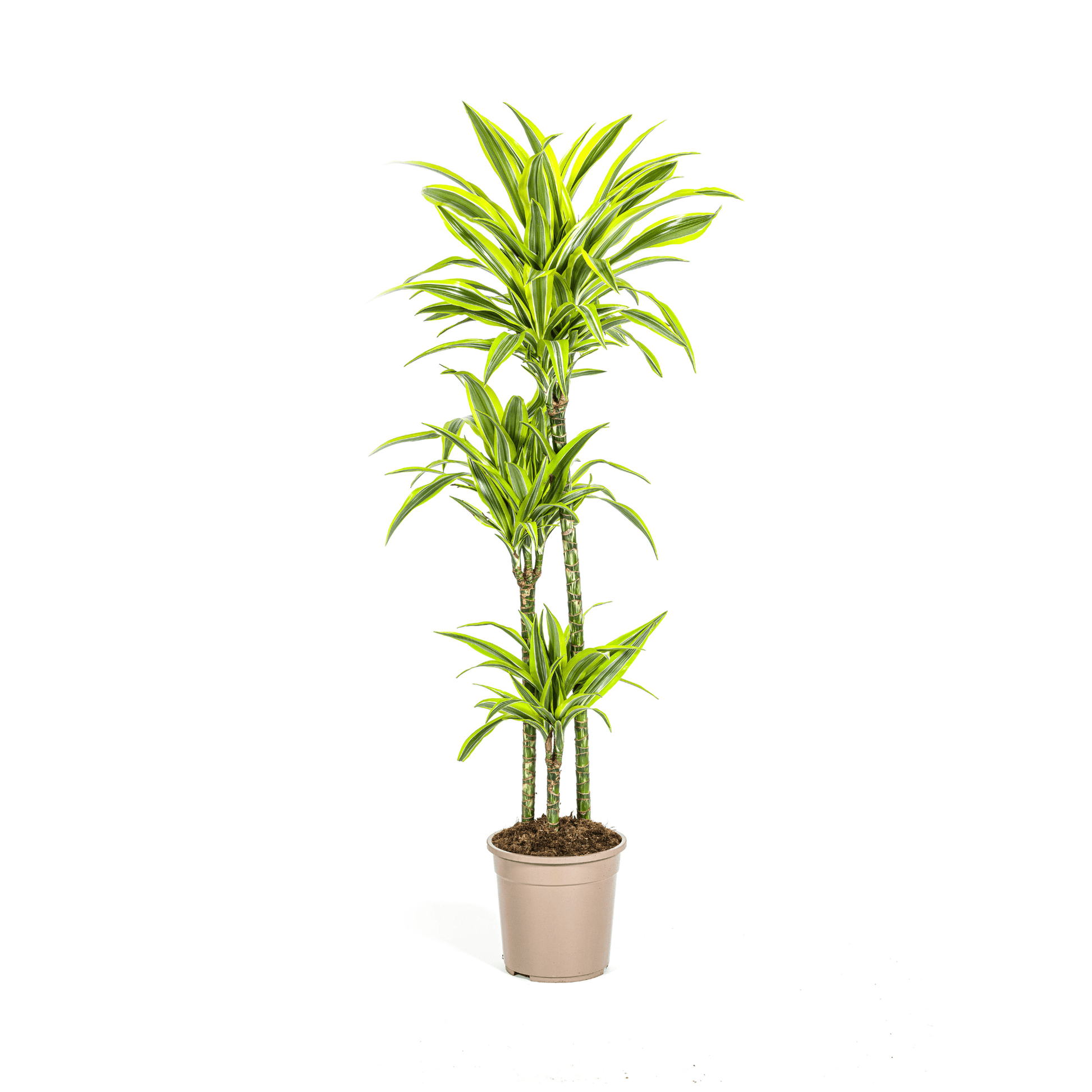 Dracaena Deremensis Lemon Lime Ø24cm - ↕130 - 150cm - Botanic-Vibes