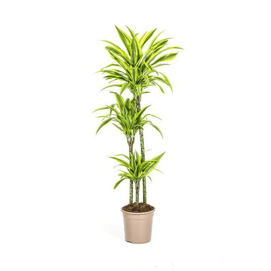 Dracaena Deremensis Lemon Lime Ø24cm - ↕130 - 150cm - Botanic-Vibes