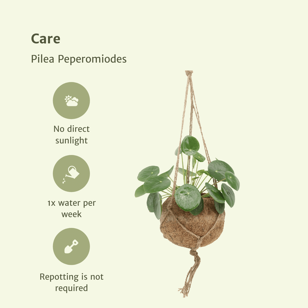 2x Kokodama Pilea Peperomiodes, Pfannkuchenpflanze, 20 cm, Ø15 cm
