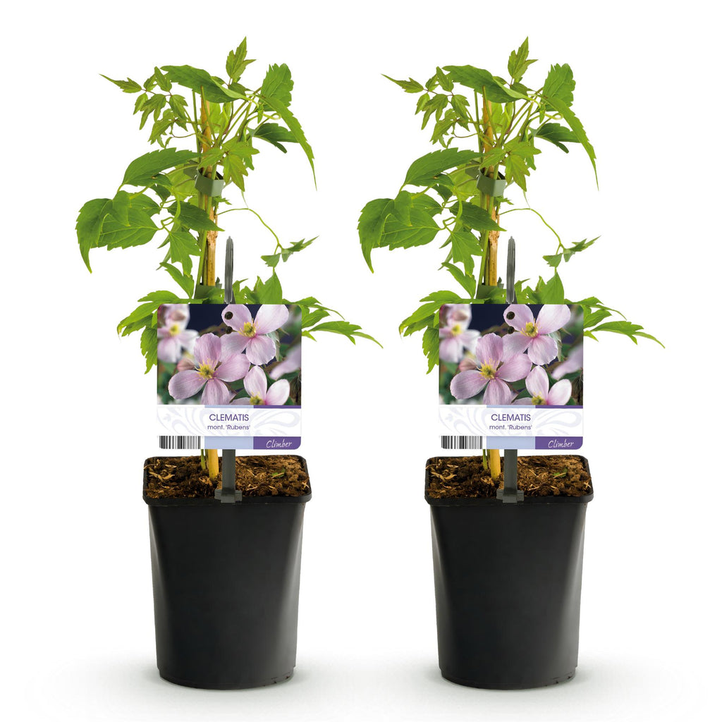 Kletterpflanze, Clematis montana Rubens, Blüte Rosa, Frühblühend, Wenig Pflege, 2 Pflanzen, Topf 11 cm 40 cm