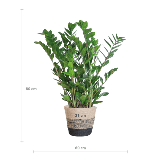 Zamioculcas Zamiifolia mit Pflanzkorb Lissabon Schwarz - 80cm - Ø21 - Botanic-Vibes