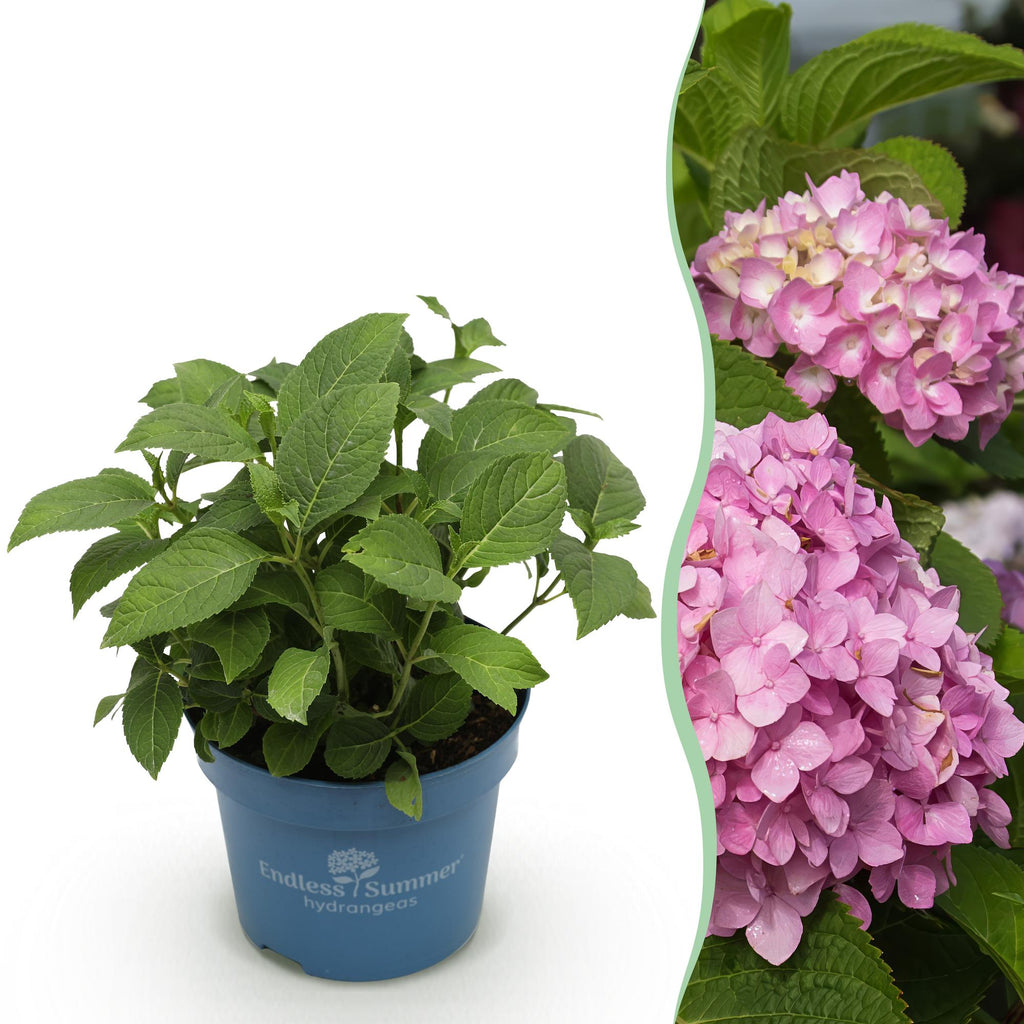 Green boutiQ, Gartenpflanze, Hydrangea Endles Summer The Original Pink, Hortensie, Winterhart, Rosa, Topf 14cm, Höhe 20, 25cm