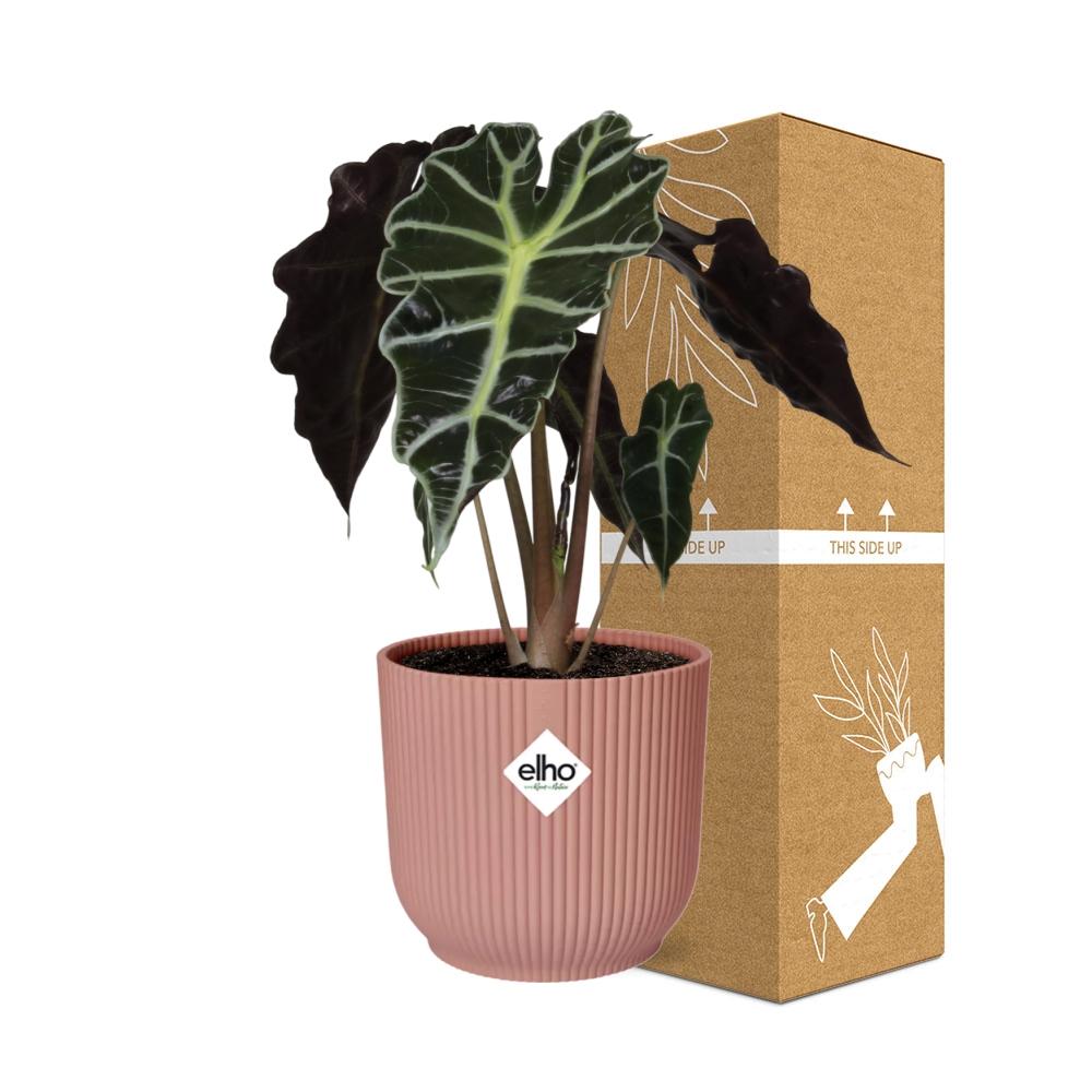 Alocasia ‘Polly’ im ELHO Vibes Fold, 14 cm, rosa