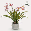 Kunstpflanze, Orchidee, Bordeaux, 45 cm