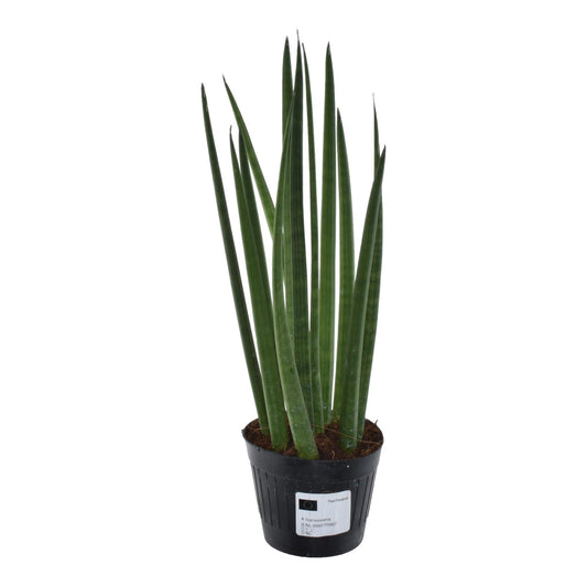 Sansevieria cylindrica 'Bacularis' / Mikado – 38 cm – Ø10,5