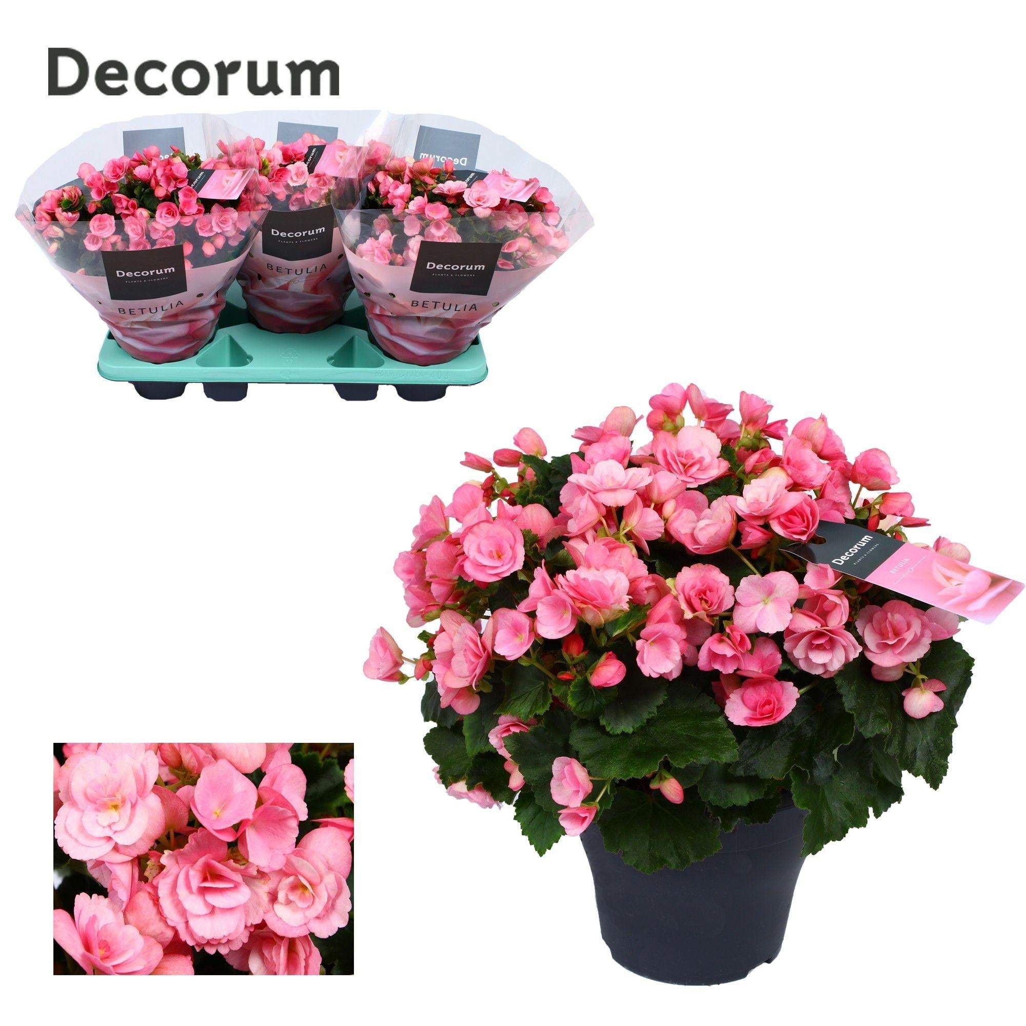Begonia Betulia ''candy'' rosa Decorum, Ø19 cm, 35 cm