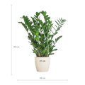 Zamioculcas Zamiifolia mit Viber Weiß  - 80cm - Ø21 - Botanic-Vibes