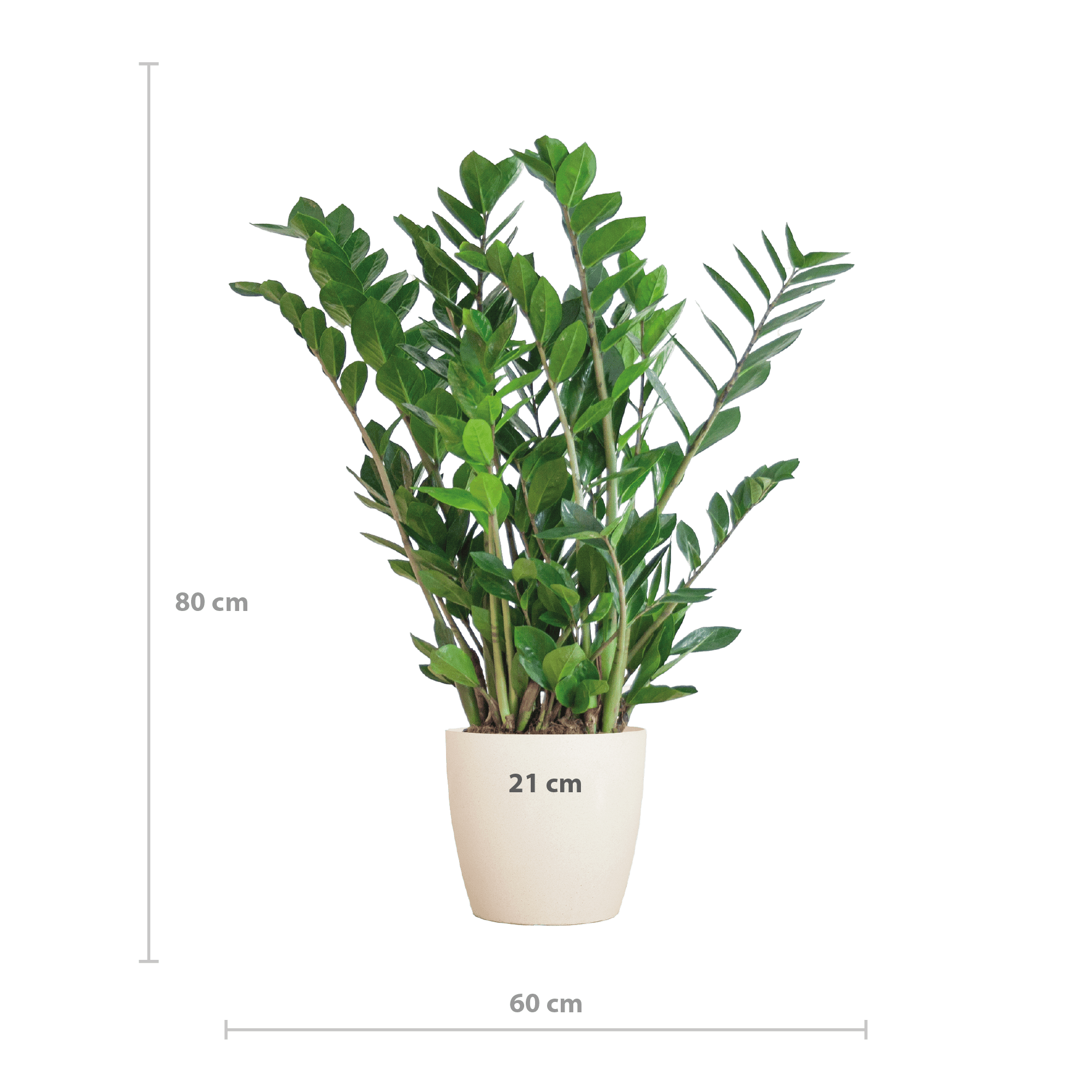 Zamioculcas Zamiifolia mit Viber Weiß  - 80cm - Ø21 - Botanic-Vibes