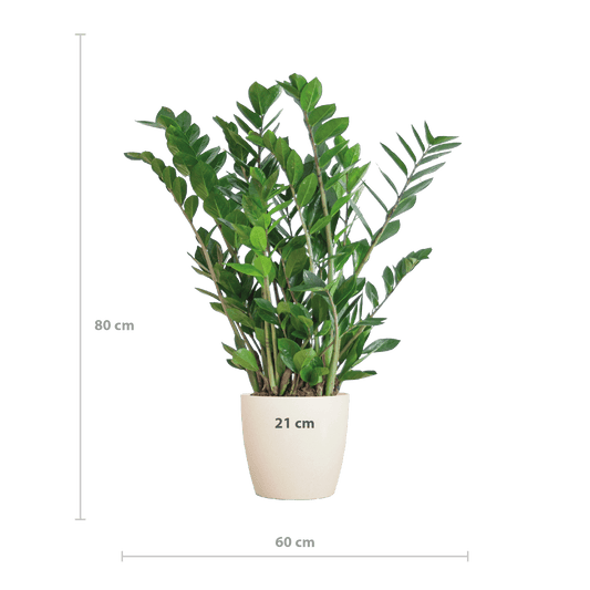 Zamioculcas Zamiifolia mit Viber Weiß  - 80cm - Ø21 - Botanic-Vibes