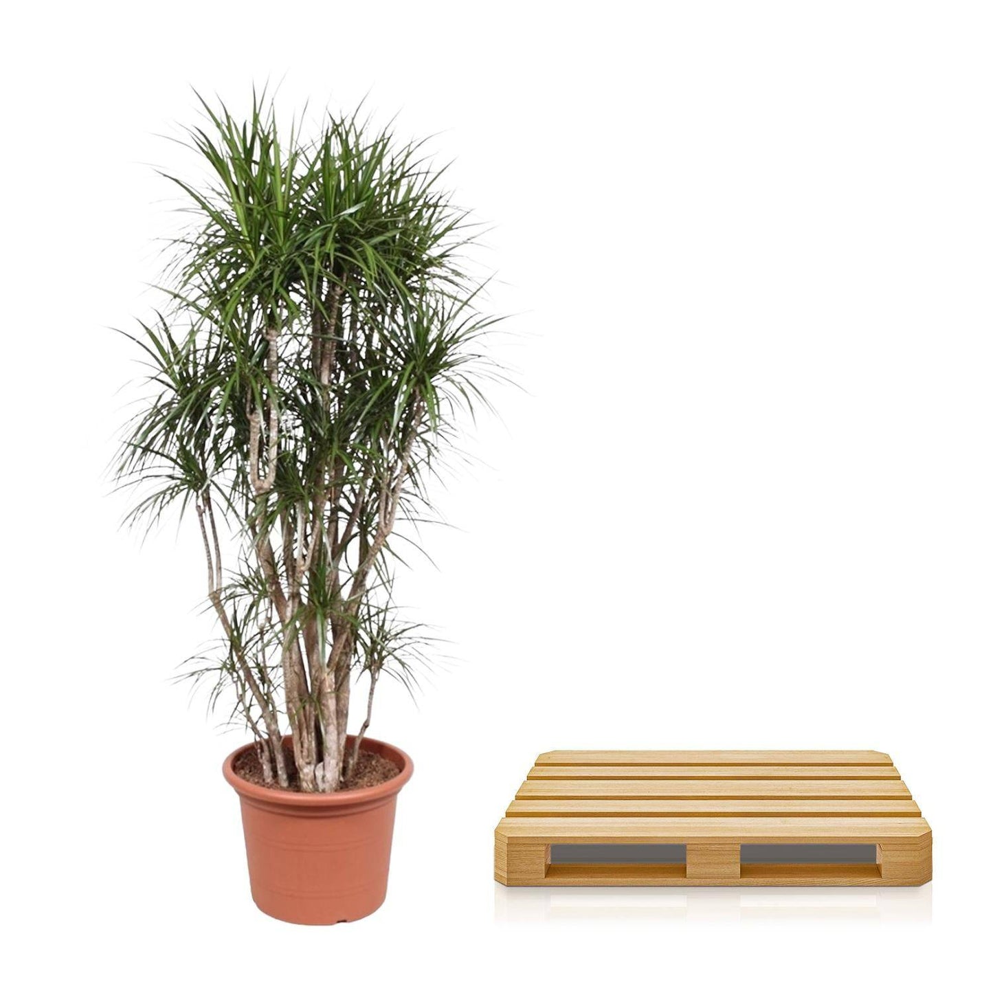 Dracaena Marginata verzweigt – 220 cm – Ø40 - Botanic-Vibes